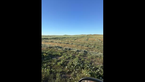 Oats that has been cut for hay waiting to be baled. Many area farmers ranchers are cutting their oats for hay. Many crops are looking good as we have received rain at the right time.