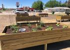 Healthy Hometown Committee, one of the Economic Development Committees created a unique, safe and inclusive Community Garden space for all who live, work and play in Wall, SD.